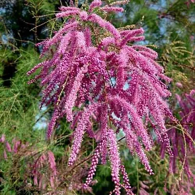 Тамарикс ПИНК КАСКАД  Тамарикс ПИНК КАСКАД в Коломне