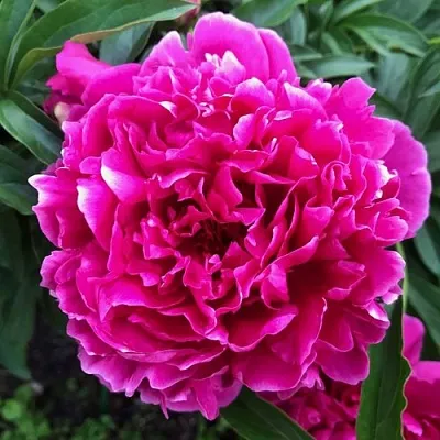 Пион КАРЛ РОЗЕНФЕЛЬД травянистый  Пион КАРЛ РОЗЕНФЕЛЬД травянистый в Коломне