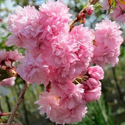 Сакура КИКУ ШИДАРЕ  Сакура КИКУ ШИДАРЕ в Коломне