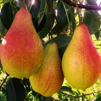 Груша АББАТ ФЕТЕЛЬ   Груша АББАТ ФЕТЕЛЬ  в Коломне