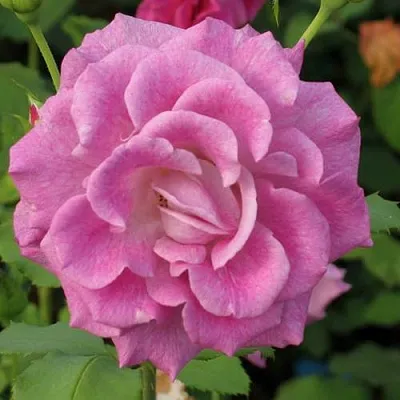 Саженцы роз ВИОЛЕТТА чайно-гибридная в Коломне