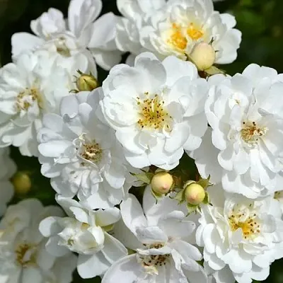 Саженцы роз ГИРЛЯНДА ДЕ АМУР мускусная в Коломне