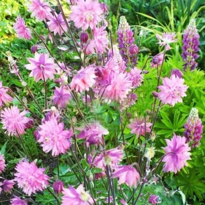 Аквилегия БАРЛОУ ПИНК гибрид МакКаны — описание сорта Аквилегия БАРЛОУ ПИНК гибрид МакКаны в Коломне