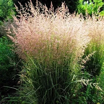 Молиния ФОНТЕЙН тростниковая в Коломне
