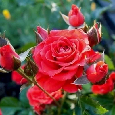 Саженцы роз МИДЖЕТ спрей  Саженцы роз МИДЖЕТ спрей в Коломне