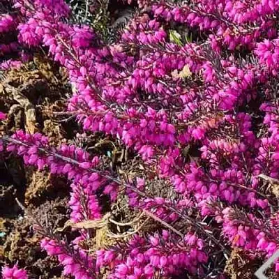 ЭРИКА "АЛЬПИЙСКИЙ ВЕРЕСК" (зимующая) сорт АТРОРУБРА  ЭРИКА "АЛЬПИЙСКИЙ ВЕРЕСК" (зимующая) сорт АТРОРУБРА в Коломне