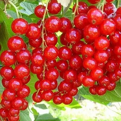 Смородина красная ФЕРТОДИ  Смородина красная ФЕРТОДИ в Коломне