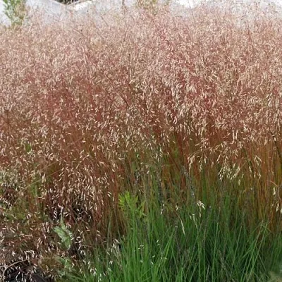 Щучка извилистая в Коломне