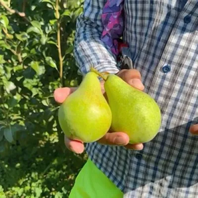 Груша ЗАРЕЧНАЯ КОМПАКТНАЯ  Груша ЗАРЕЧНАЯ КОМПАКТНАЯ в Коломне