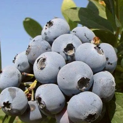 Голубика ЦУКЕР ТРАУБЕ  Голубика ЦУКЕР ТРАУБЕ в Коломне