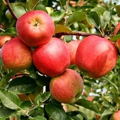 Яблоня ГАЛА МАСТ в Коломне