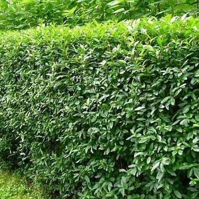 Бирючина обыкновенная  Бирючина обыкновенная в Коломне