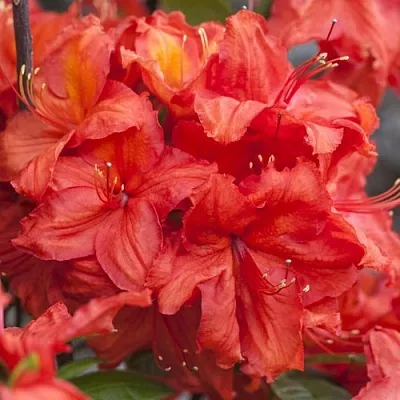 саженцы рододендрона саженцы рододендрона