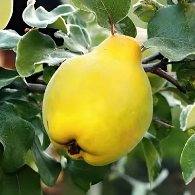 Айва МИР в Коломне