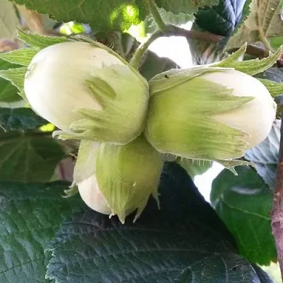 Фундук ЮННАТ в Коломне