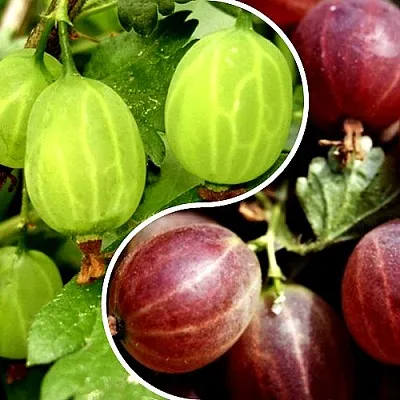 Комплект СКАЗКА в Коломне