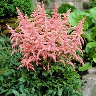 Астильба БРЕССИНГЕМ БЬЮТИ Арендса в Коломне