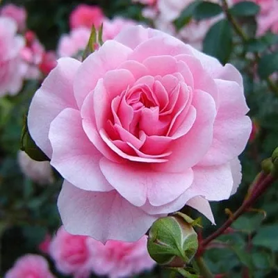 Саженцы роз БОНИКА флорибунда  Саженцы роз БОНИКА флорибунда в Коломне