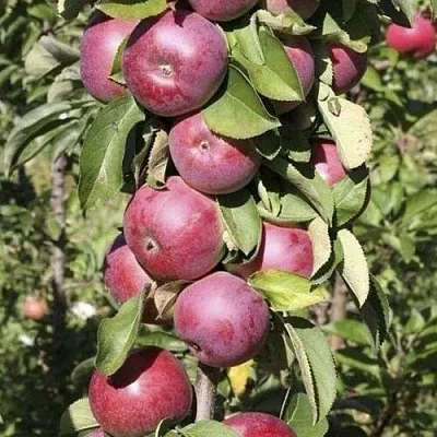 Яблоня ЕСЕНИЯ колонновидная  Яблоня ЕСЕНИЯ колонновидная в Коломне