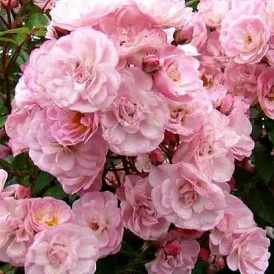 Саженцы роз ХЕВЕНЛИ ПИНК мускусная в Коломне