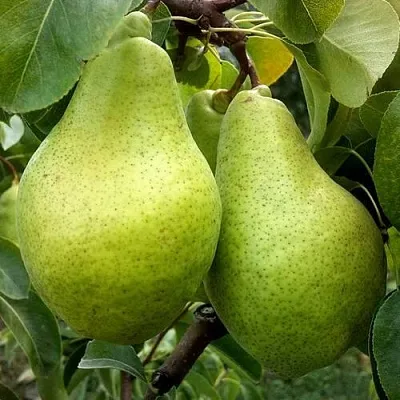 Груша НОЯБРЬСКАЯ ЗИМНЯЯ в Коломне