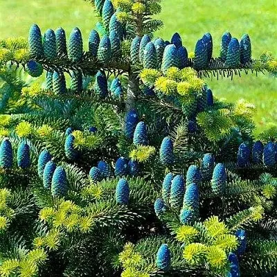 Пихта корейская  в Коломне