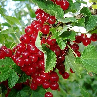 Смородина красная ГОЛЛАНДСКАЯ КРАСНАЯ  Смородина красная ГОЛЛАНДСКАЯ КРАСНАЯ в Коломне