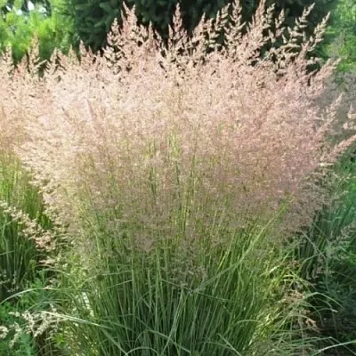 Вейник ОВЕРДАМ остроцветковый в Коломне