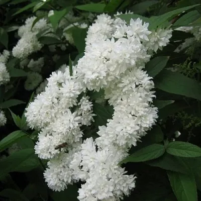 Дейция КАНДИДИССИМА шершавая в Коломне