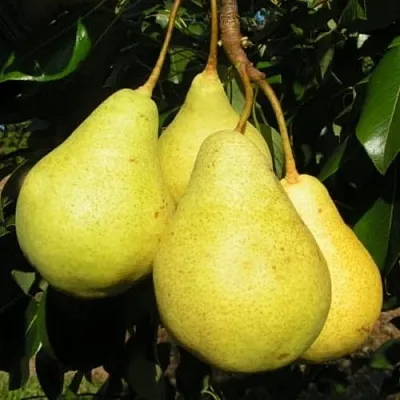 Груша ВИЛИЯ  Груша ВИЛИЯ в Коломне