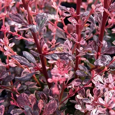 Барбарис АРЛЕКИН тунберга в Коломне