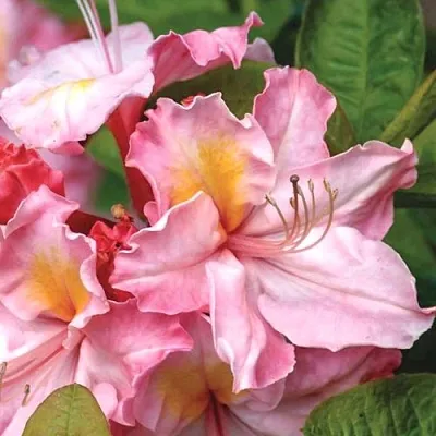 Азалия СЕССИЛЬ листопадная в Коломне