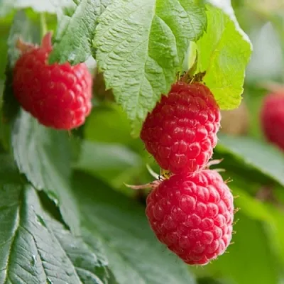 Малина МАРАВИЛЛА  Малина МАРАВИЛЛА в Коломне