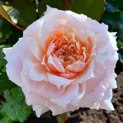 Саженцы роз ТСУМУГИ японская  Саженцы роз ТСУМУГИ японская в Коломне