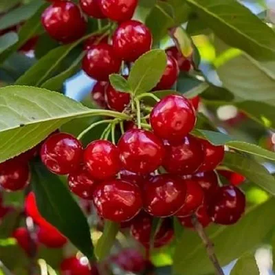 Вишня ГИРЛЯНДА  Вишня ГИРЛЯНДА в Коломне