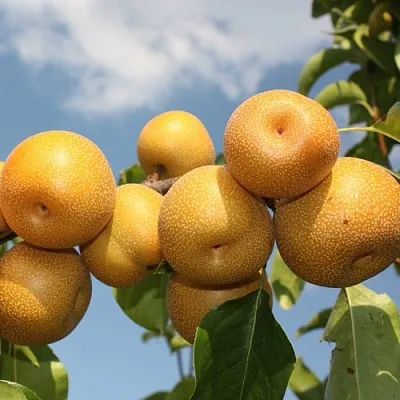 Груша азиатская Груша азиатская в Коломне