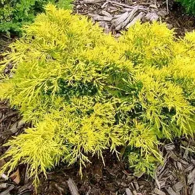 Можжевельник КИНГ ОФ СПРИНГ средний  Можжевельник КИНГ ОФ СПРИНГ средний в Коломне