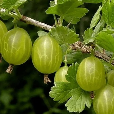 Крыжовник УРАЛЬСКИЙ БЕСШИПНЫЙ  Крыжовник УРАЛЬСКИЙ БЕСШИПНЫЙ в Коломне