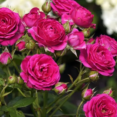 Саженцы роз БЕБИ КРИМСОН миниатюрная в Коломне