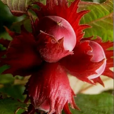 Фундук БАГРЯНЕЦ  Фундук БАГРЯНЕЦ в Коломне