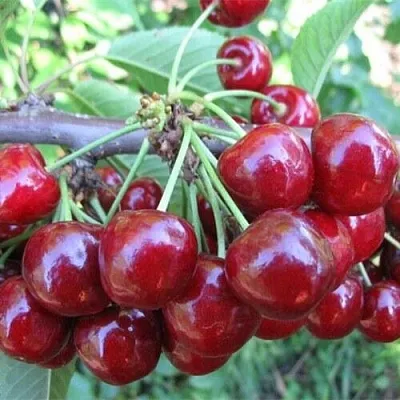 Вишня ДЕСЕРТНАЯ МОРОЗОВОЙ  Вишня ДЕСЕРТНАЯ МОРОЗОВОЙ в Коломне