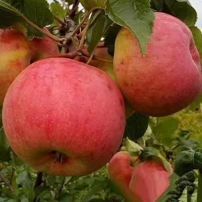 Яблоня БОЛОТОВСКОЕ в Коломне