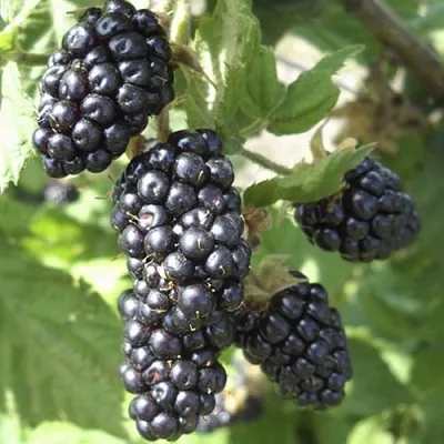 Ежемалина МАРИОН  Ежемалина МАРИОН в Коломне