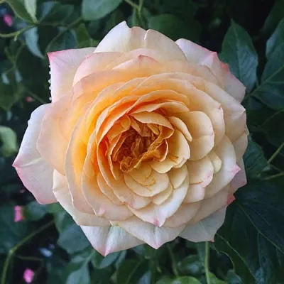 Саженцы роз АБЕЙ ДЕ СЕНТ-АМАН шраб  Саженцы роз АБЕЙ ДЕ СЕНТ-АМАН шраб в Коломне