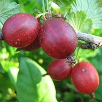 Крыжовник ЩЕДРЫЙ  Крыжовник ЩЕДРЫЙ в Коломне