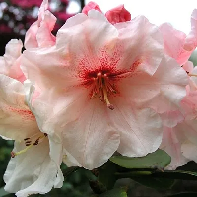 Рододендрон ХАНЯ	  Рододендрон ХАНЯ	 в Коломне