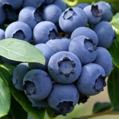 Голубика СПАРТАН  Голубика СПАРТАН в Коломне