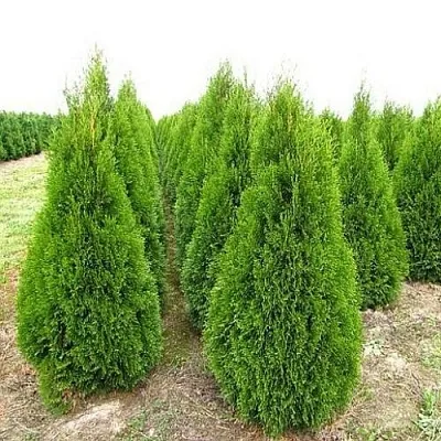 Туя СМАРАГД западная  Туя СМАРАГД западная в Коломне