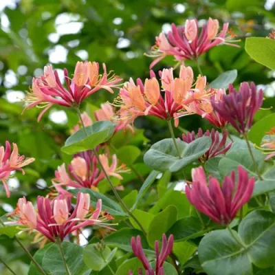 Жимолость ГЕКРОТА в Коломне