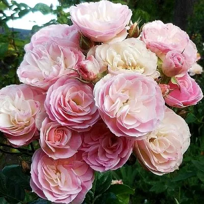 Саженцы роз БУКЕТ ПАРФЕ мускусная в Коломне